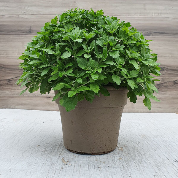 Mila Red - Red Cushion: 10 inch pot