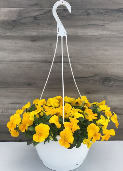 Golden Yellow: 11 inch Hanger