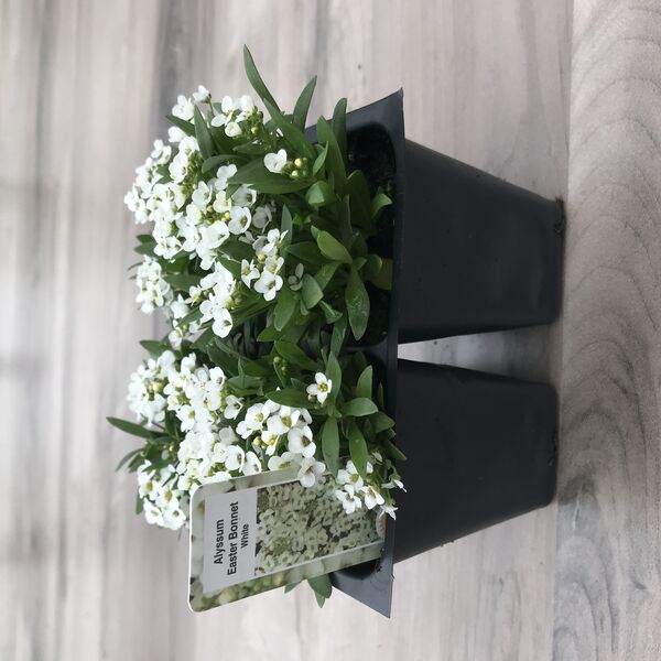 White: Box (4 plants)