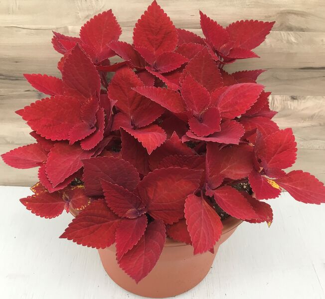 Ruby Slippers: 12 inch Planter