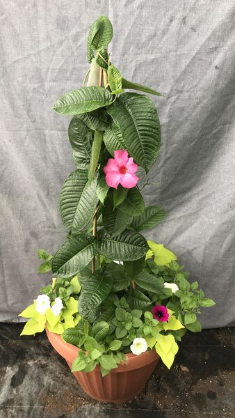 Alice Dupont Mix: 20 inch Planter