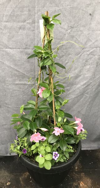 Opal Pink and White Mix: 20 inch Planter