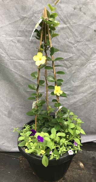 Opal Yellow and Merlot Mix: 20 inch Planter