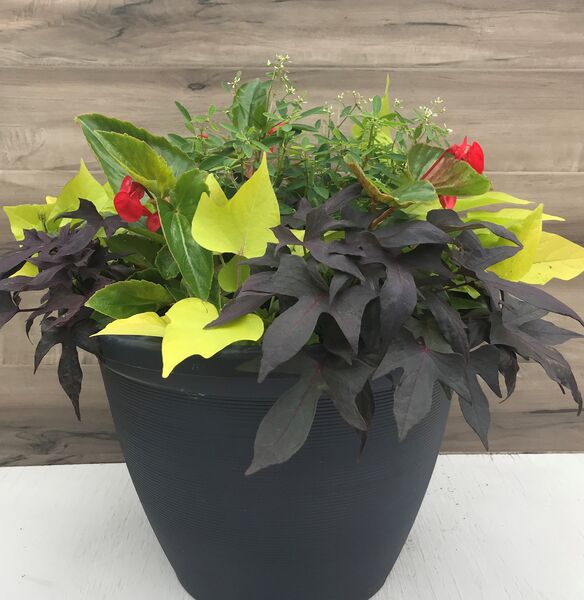 Red Mix - grey planter pot: 16 inch Planter