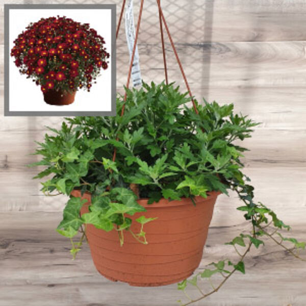 Bonnie Red - Red Daisy: 12 inch Hanger