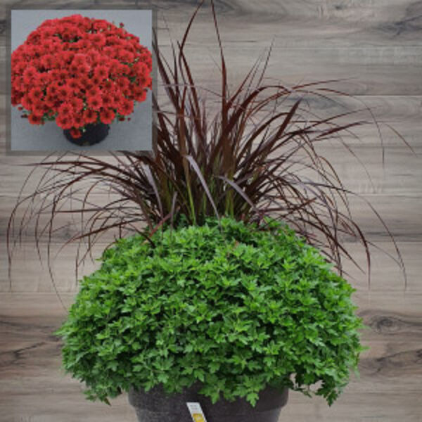 Red Hots - Red Cushion: 12 inch Planter with Rubrum