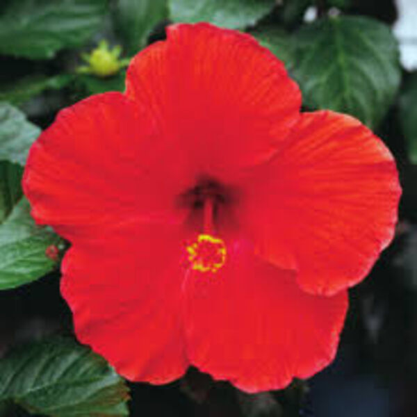Brilliant Red: 16 inch Planter