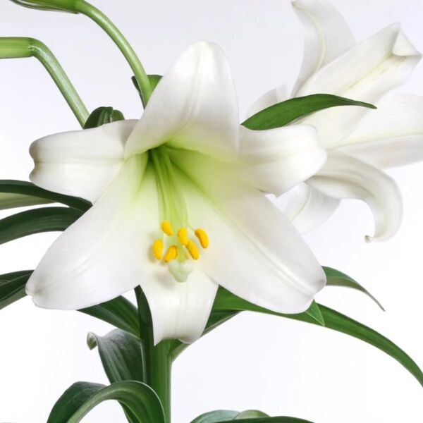 Easter Lily: 6 inch pot