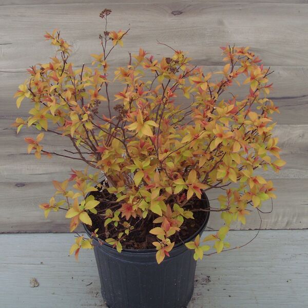 Gold Flame: 2 Gallon Pot Gold Flame: 2 Gallon Pot