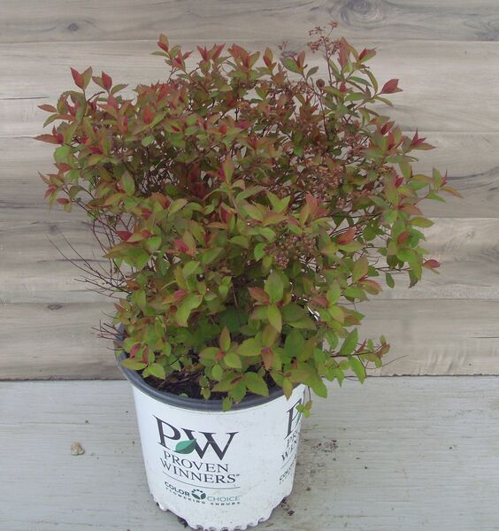 Double Play Red: 2 Gallon Pot