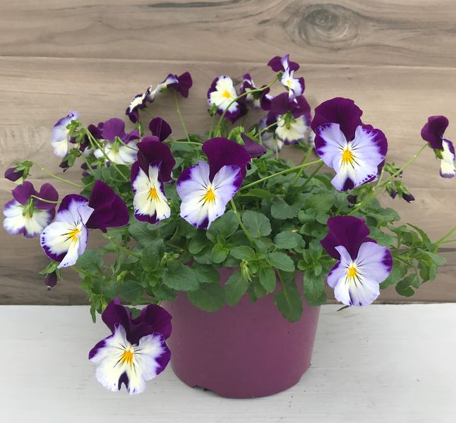 Early Spring (Cool temperature plants) Sunshine Express Garden Centre