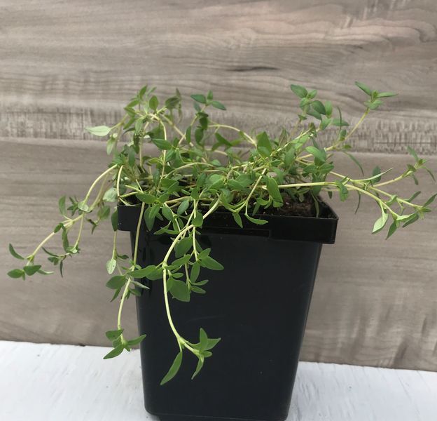 English Thyme Herbs Sunshine Express Garden Centre, Niagaraonthe