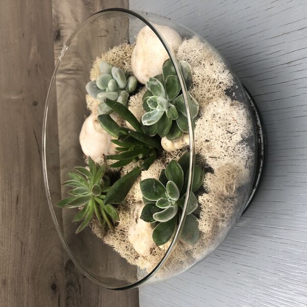Assorted Succulents in a Glass Bowl Succulents Indoor Sunshine