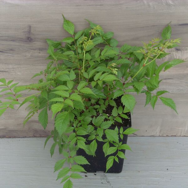 Bridal Veil: 5.5 inch pot Bridal Veil: 5.5 inch pot