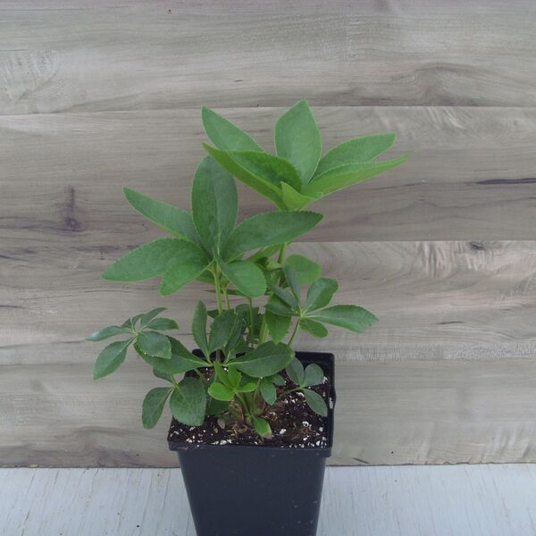 Rome in Red (Dark Red): 5.5 inch pot Rome in Red (Dark Red): 5.5 inch pot