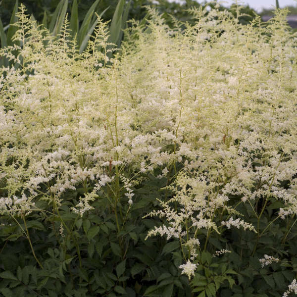 Bridal Veil: 5.5 inch pot Bridal Veil: 5.5 inch pot
