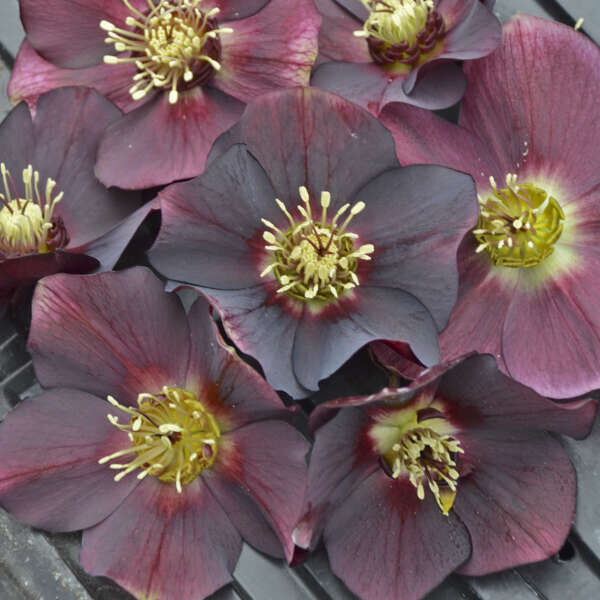 Rome in Red (Dark Red): 5.5 inch pot Rome in Red (Dark Red): 5.5 inch pot
